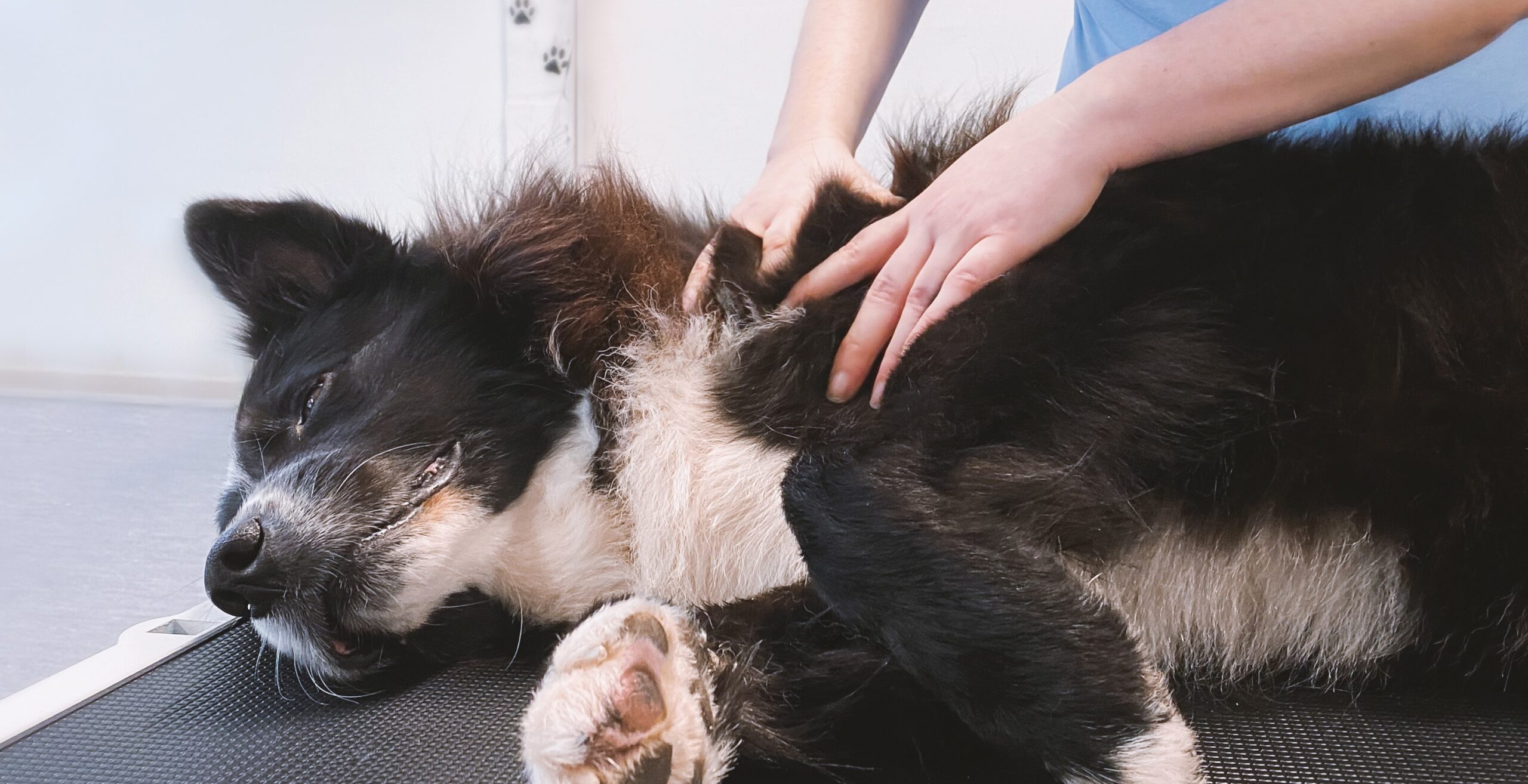 hundeosteopat